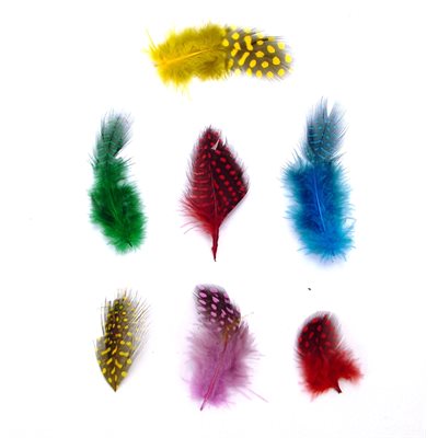 Feathers - Guinea Assorted